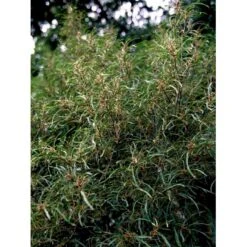 Fligbladet Tørstetræ Rhamnus Frangula 'Asplenifola' Opstammet 80 Cm. Med Potte 7 Fligbladet Tørstetræ Rhamnus Frangula 'Asplenifola' Opstammet 80 Cm. Med Potte -Osmo Salgsbutik mi2137 rhamnus frangula aspleniifolia 61ff