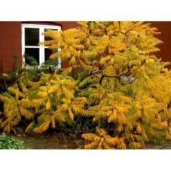 Hjortetakstræ Rhus Typhina Flerstammet,- 150-175 Cm. Med Trådklump