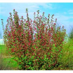 Blodribs 'Koja' Ribes Sanguineum 'Koja' 5 Liter Potte 5 Blodribs 'Koja' Ribes Sanguineum 'Koja' 5 Liter Potte -Osmo Salgsbutik mi2149 ribes sanguineum koja dc84