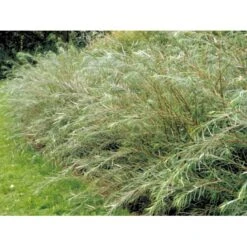 Rosmarinpil Salix Repens 'Rosmarinifolia' Potte 7,5 Liter 80-100 Cm. 7 Rosmarinpil Salix Repens 'Rosmarinifolia' Potte 7,5 Liter 80-100 Cm. -Osmo Salgsbutik mi2292 salix rosmarinifolia 12d3