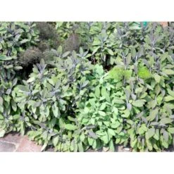 Salvie 'Purpurascens' (Rødbladet) Salvia Officinalis 'Purpurascens' 1 Liter Potte -Osmo Salgsbutik mi2305 salvia officinalis purpurascens 1c8d