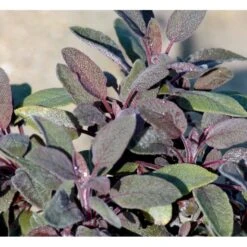 Salvie 'Purpurascens' (Rødbladet) Salvia Officinalis 'Purpurascens' 1 Liter Potte -Osmo Salgsbutik mi2305 salvia officinalis purpurascens 2497