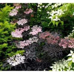 Hyld 'Black Lace' Sambucus Nigra 'Black Lace' 5 Liter Potte -Osmo Salgsbutik mi2319 sambucus nigra black lace 1165