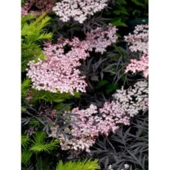 Hyld 'Black Lace' Sambucus Nigra 'Black Lace' 5 Liter Potte -Osmo Salgsbutik mi2319 sambucus nigra black lace bb1d
