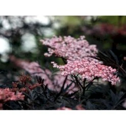 Hyld 'Black Lace' Sambucus Nigra 'Black Lace' 5 Liter Potte -Osmo Salgsbutik mi2319 sambucus nigra black lace ff7e