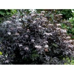 Hyld 'Black Beauty' (R) Sambucus Nigra 'Black Beauty' (r) 3,5 Liter Potte 9 Hyld 'Black Beauty' (R) Sambucus Nigra 'Black Beauty' (r) 3,5 Liter Potte -Osmo Salgsbutik mi2321 sambucus nigra black beauty 575f
