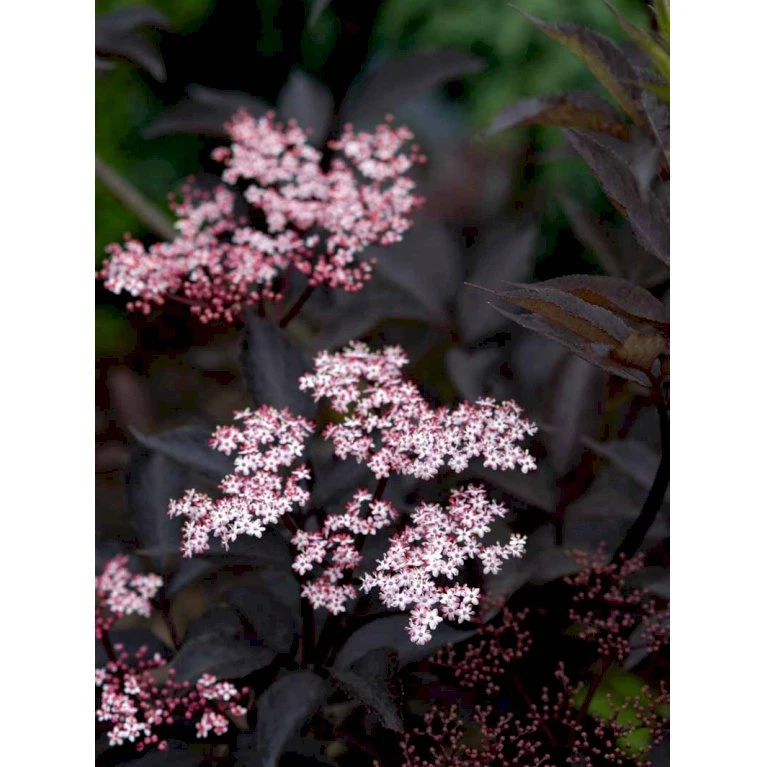 Hyld 'Black Beauty' (R) Sambucus Nigra 'Black Beauty' (r) 3,5 Liter Potte 4 Hyld 'Black Beauty' (R) Sambucus Nigra 'Black Beauty' (r) 3,5 Liter Potte - Billede 4