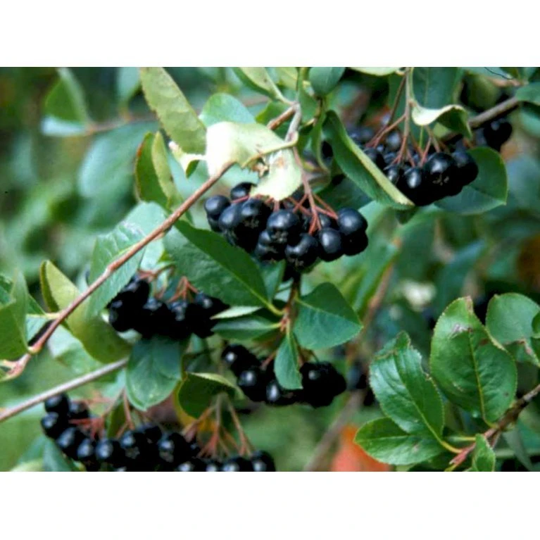 Surbær 'Norðîc® Aron' Aronia Melanocarpa 'Norðîc® Aron' 5 Liter Potte 5 Surbær 'Norðîc® Aron' Aronia Melanocarpa 'Norðîc® Aron' 5 Liter Potte - Billede 5