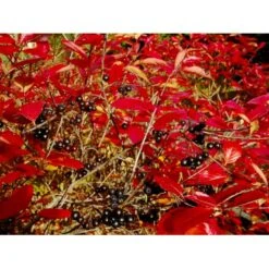 Surbær 'Norðîc® Aron' Aronia Melanocarpa 'Norðîc® Aron' 5 Liter Potte 8 Surbær 'Norðîc® Aron' Aronia Melanocarpa 'Norðîc® Aron' 5 Liter Potte -Osmo Salgsbutik mi234 aronia melanocarpa 6f0a