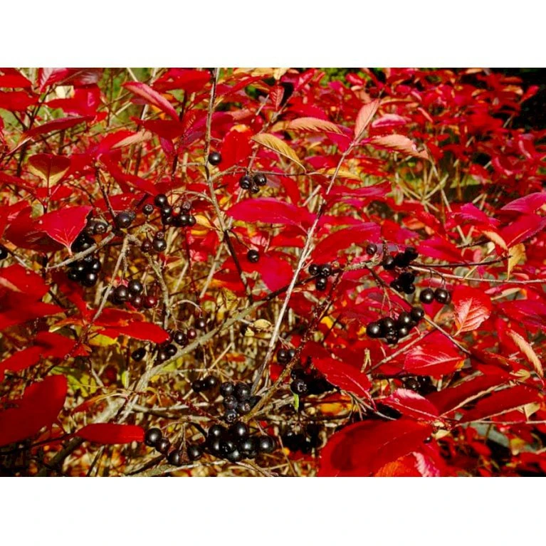 Surbær 'Norðîc® Aron' Aronia Melanocarpa 'Norðîc® Aron' 5 Liter Potte 4 Surbær 'Norðîc® Aron' Aronia Melanocarpa 'Norðîc® Aron' 5 Liter Potte - Billede 4