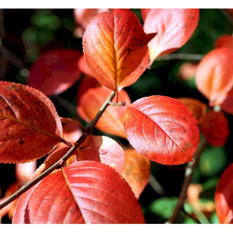 Surbær 'Norðîc® Aron' Aronia Melanocarpa 'Norðîc® Aron' 5 Liter Potte 3 Surbær 'Norðîc® Aron' Aronia Melanocarpa 'Norðîc® Aron' 5 Liter Potte - Billede 3