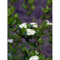Blommebladet Surbær 'Viking' Aronia Prunifolia 'Viking' Potte 12 Liter,- 60-80 Cm. -Osmo Salgsbutik mi237 aronia melanocarpa viking 515c