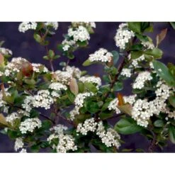 Blommebladet Surbær 'Viking' Aronia Prunifolia 'Viking' Potte 12 Liter,- 60-80 Cm. -Osmo Salgsbutik mi237 aronia melanocarpa viking 85e0