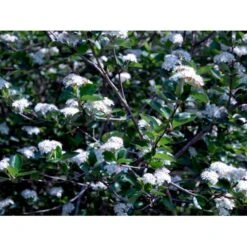 Blommebladet Surbær 'Viking' Aronia Prunifolia 'Viking' Potte 12 Liter,- 60-80 Cm. -Osmo Salgsbutik mi237 aronia melanocarpa viking abc1