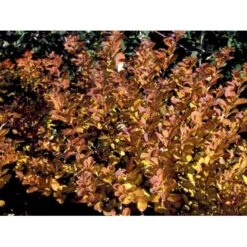 Birkebladet Spiræa 'Thor' Spiraea Betulifolia 'Thor' Potte 2,0 Liter,- 25-30 Cm. -Osmo Salgsbutik mi2436 spiraea betulifolia tor 6f05