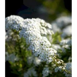Snedrivebusk 'Grefsheim' Spiraea X Cinerea 'Grefsheim' Potte 2,0 Liter,- 40-60 Cm. 7 Snedrivebusk 'Grefsheim' Spiraea X Cinerea 'Grefsheim' Potte 2,0 Liter,- 40-60 Cm. -Osmo Salgsbutik mi2439 spiraea cinerea grefsheim 2d7f