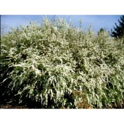 Snedrivebusk 'Grefsheim' Spiraea X Cinerea 'Grefsheim' Potte 2,0 Liter,- 40-60 Cm. 9 Snedrivebusk 'Grefsheim' Spiraea X Cinerea 'Grefsheim' Potte 2,0 Liter,- 40-60 Cm. -Osmo Salgsbutik mi2439 spiraea cinerea grefsheim 46b7