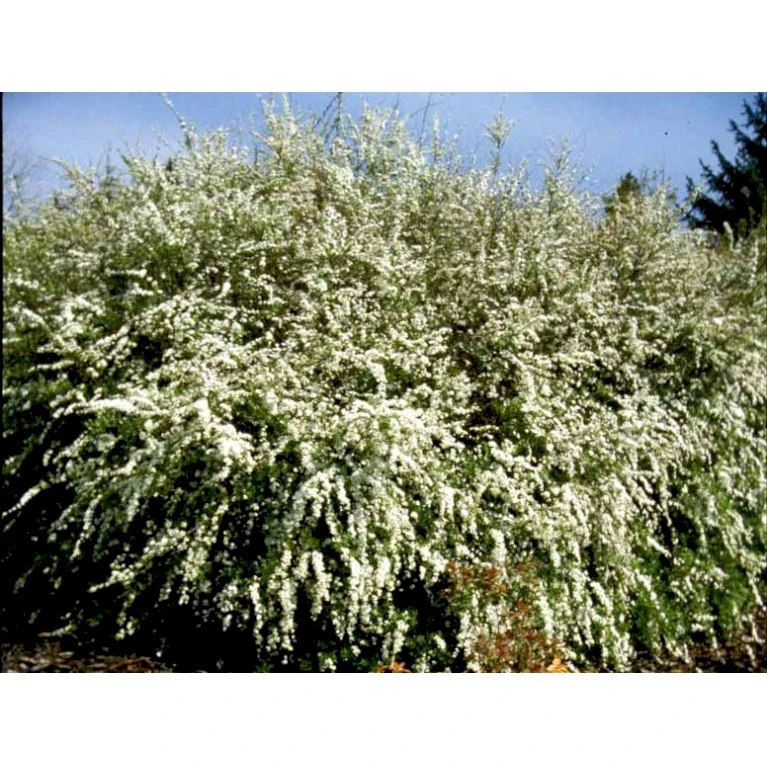 Snedrivebusk 'Grefsheim' Spiraea X Cinerea 'Grefsheim' Potte 2,0 Liter,- 40-60 Cm. 5 Snedrivebusk 'Grefsheim' Spiraea X Cinerea 'Grefsheim' Potte 2,0 Liter,- 40-60 Cm. - Billede 5