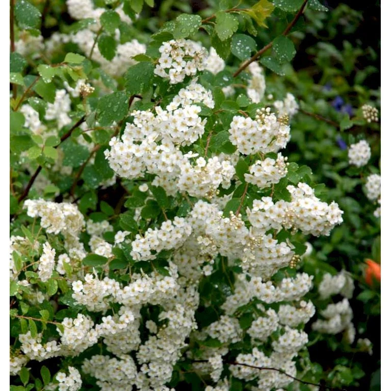 Snedrivebusk 'Grefsheim' Spiraea X Cinerea 'Grefsheim' Potte 2,0 Liter,- 40-60 Cm. 4 Snedrivebusk 'Grefsheim' Spiraea X Cinerea 'Grefsheim' Potte 2,0 Liter,- 40-60 Cm. - Billede 4