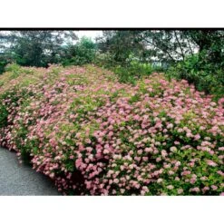 Spiræa 'Little Princess' Spiraea Jap. 'Little Princess' Potte 2,0 Liter,- 25-30 Cm. -Osmo Salgsbutik mi2441 spiraea japonica little princess 9776