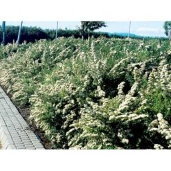 Spiræa 'Snowmound' Spiraea Nipponica 'Snowmound' 5 Liter Potte -Osmo Salgsbutik mi2442 spiraea nipponica snowmound 4fe8