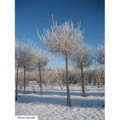 Dværg Syren 'Palibin' Syringa Meyeri 'Palibin' Opstammet 100 Cm. 10 Liter Potte,- 2 års Krone -Osmo Salgsbutik mi2467 syringa meyeri palibin d8f4