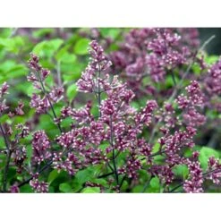 Dværg Syren 'Palibin' Syringa Meyeri 'Palibin' Opstammet 100 Cm. 10 Liter Potte,- 2 års Krone -Osmo Salgsbutik mi2467 syringa meyeri palibin fea5