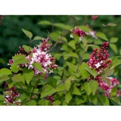 Dværg Syren 'Superba' Syringa Microphylla 'Superba' Med Klump,- 100-120 Cm. -Osmo Salgsbutik mi2469 syringa microphylla superba 6c48