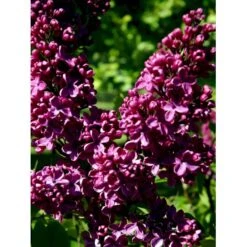 'Andenken An Ludwig Späth' Syringa Vulg. 'Andenken An Ludwig Späth' (storblomstrende) Med Klump,- 150-175 Cm. -Osmo Salgsbutik mi2499 syringa vulg andenken an ludwig spaeth 9b90