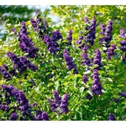 'Andenken An Ludwig Späth' Syringa Vulg. 'Andenken An Ludwig Späth' (storblomstrende) Med Klump,- 150-175 Cm. -Osmo Salgsbutik mi2499 syringa vulg andenken an ludwig spaeth a75d