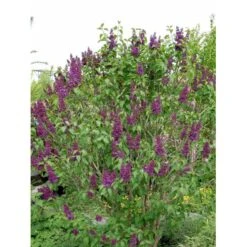 'Andenken An Ludwig Späth' Syringa Vulg. 'Andenken An Ludwig Späth' (storblomstrende) Med Klump,- 150-175 Cm. -Osmo Salgsbutik mi2499 syringa vulg andenken an ludwig spaeth e26f