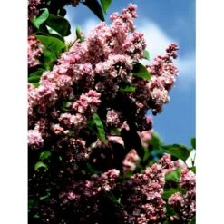 'Katherine Havemeyer' Syringa Vul. 'Katherine Havemeyer' (Storblomstrende) Med Klump,- 150-175 Cm. -Osmo Salgsbutik mi2501 syringa vulgaris katherine havemeyer 2b42