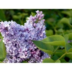 'Katherine Havemeyer' Syringa Vul. 'Katherine Havemeyer' (Storblomstrende) Med Klump,- 150-175 Cm. -Osmo Salgsbutik mi2501 syringa vulgaris katherine havemeyer 33d7