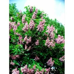 'Katherine Havemeyer' Syringa Vul. 'Katherine Havemeyer' (Storblomstrende) Med Klump,- 150-175 Cm. -Osmo Salgsbutik mi2501 syringa vulgaris katherine havemeyer 5101