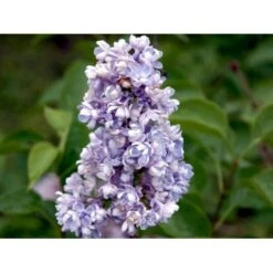 'Katherine Havemeyer' Syringa Vul. 'Katherine Havemeyer' (Storblomstrende) Med Klump,- 150-175 Cm. -Osmo Salgsbutik mi2501 syringa vulgaris katherine havemeyer acfe