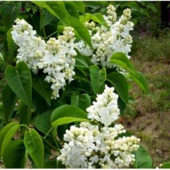 'Mme Lemoine' Syringa Vul, 'Mme. Lemoine' (storblomstrende) Potte 12 Liter,- 80-100 Cm. 12 'Mme Lemoine' Syringa Vul, 'Mme. Lemoine' (storblomstrende) Potte 12 Liter,- 80-100 Cm. -Osmo Salgsbutik mi2503 syringa vulgaris mme lemoine 0026