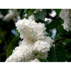 'Mme Lemoine' Syringa Vul, 'Mme. Lemoine' (storblomstrende) Potte 12 Liter,- 80-100 Cm. 10 'Mme Lemoine' Syringa Vul, 'Mme. Lemoine' (storblomstrende) Potte 12 Liter,- 80-100 Cm. -Osmo Salgsbutik mi2503 syringa vulgaris mme lemoine 710e