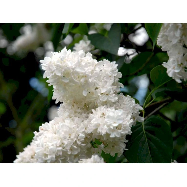'Mme Lemoine' Syringa Vul, 'Mme. Lemoine' (storblomstrende) Potte 12 Liter,- 80-100 Cm. 4 'Mme Lemoine' Syringa Vul, 'Mme. Lemoine' (storblomstrende) Potte 12 Liter,- 80-100 Cm. - Billede 4