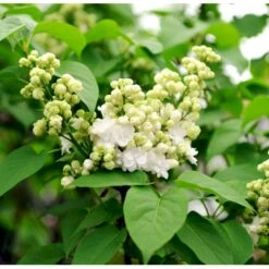'Mme Lemoine' Syringa Vul, 'Mme. Lemoine' (storblomstrende) Potte 12 Liter,- 80-100 Cm. 13 'Mme Lemoine' Syringa Vul, 'Mme. Lemoine' (storblomstrende) Potte 12 Liter,- 80-100 Cm. -Osmo Salgsbutik mi2503 syringa vulgaris mme lemoine a294