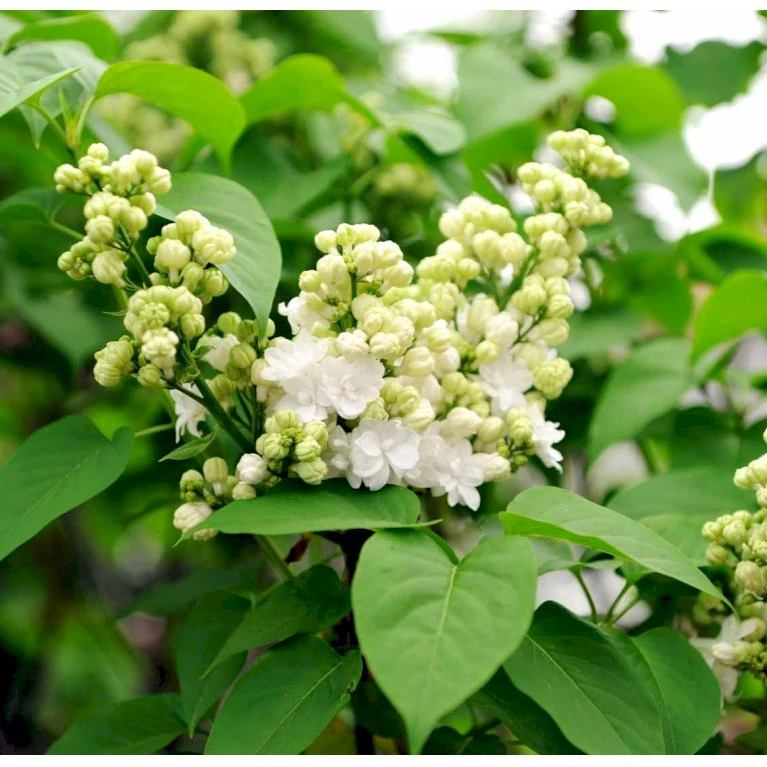 'Mme Lemoine' Syringa Vul, 'Mme. Lemoine' (storblomstrende) Potte 12 Liter,- 80-100 Cm. 7 'Mme Lemoine' Syringa Vul, 'Mme. Lemoine' (storblomstrende) Potte 12 Liter,- 80-100 Cm. - Billede 7