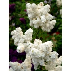 'Mme Lemoine' Syringa Vul, 'Mme. Lemoine' (storblomstrende) Potte 12 Liter,- 80-100 Cm. 11 'Mme Lemoine' Syringa Vul, 'Mme. Lemoine' (storblomstrende) Potte 12 Liter,- 80-100 Cm. -Osmo Salgsbutik mi2503 syringa vulgaris mme lemoine f935