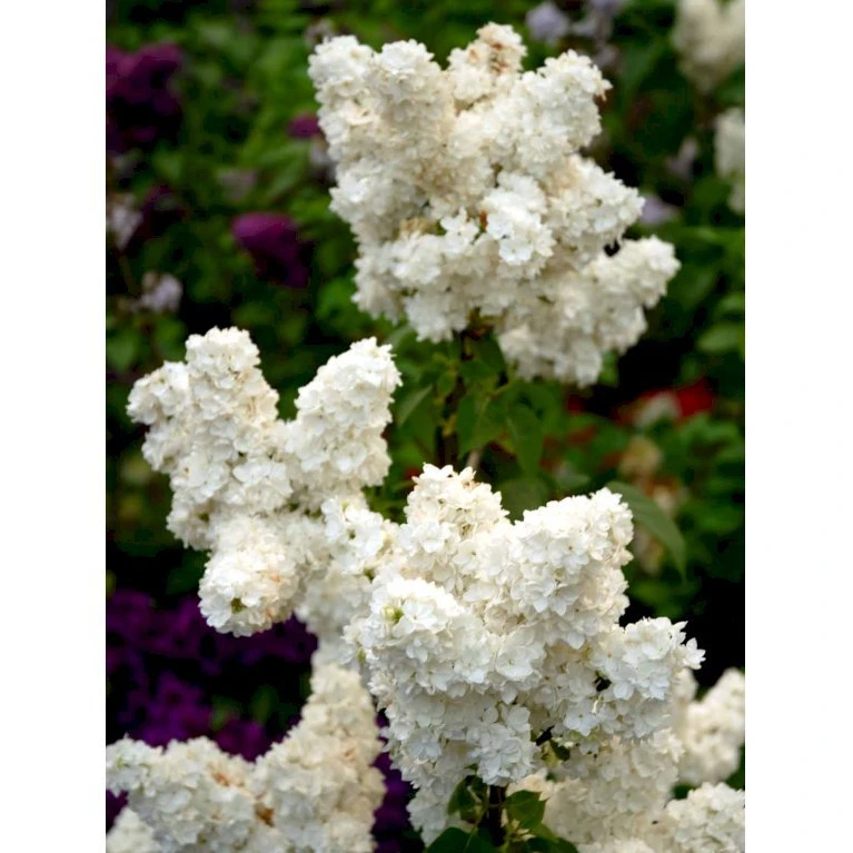 'Mme Lemoine' Syringa Vul, 'Mme. Lemoine' (storblomstrende) Potte 12 Liter,- 80-100 Cm. 5 'Mme Lemoine' Syringa Vul, 'Mme. Lemoine' (storblomstrende) Potte 12 Liter,- 80-100 Cm. - Billede 5