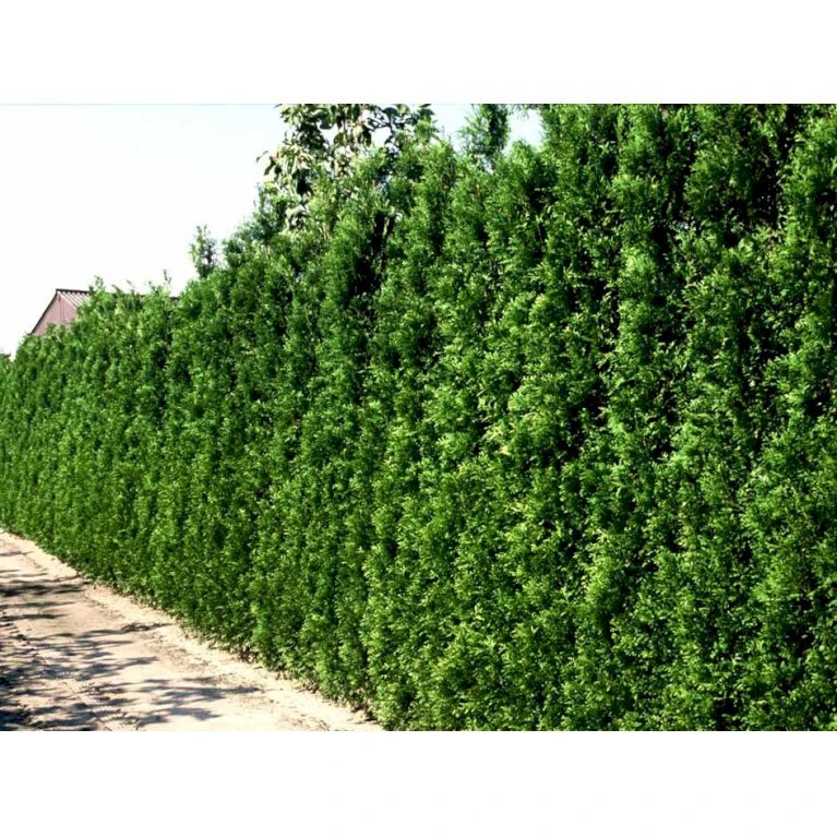 Hækthuja 'Brabant' Thuja Occidentalis 'Brabant' Med Klump,- 150-175 Cm. 6 Hækthuja 'Brabant' Thuja Occidentalis 'Brabant' Med Klump,- 150-175 Cm. - Billede 6