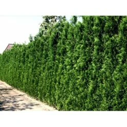 Hækthuja 'Brabant' Thuja Occidentalis 'Brabant' Potte 5,0 Liter,- 80-100 Cm. -Osmo Salgsbutik mi2582 thuja occidentalis brabrant 9c1f 3