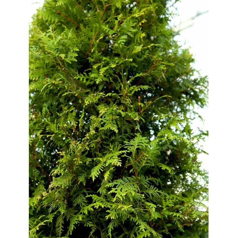 Hækthuja 'Brabant' Thuja Occidentalis 'Brabant' Med Klump,- 150-175 Cm. 5 Hækthuja 'Brabant' Thuja Occidentalis 'Brabant' Med Klump,- 150-175 Cm. - Billede 5