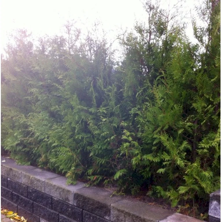 Hækthuja 'Brabant' Thuja Occidentalis 'Brabant' Med Klump,- 150-175 Cm. 7 Hækthuja 'Brabant' Thuja Occidentalis 'Brabant' Med Klump,- 150-175 Cm. - Billede 7
