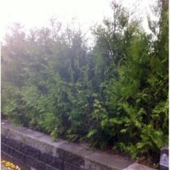 Hækthuja 'Brabant' Thuja Occidentalis 'Brabant' Med Klump,- 175-200 Cm. -Osmo Salgsbutik mi2582 thuja occidentalis brabrant f86d