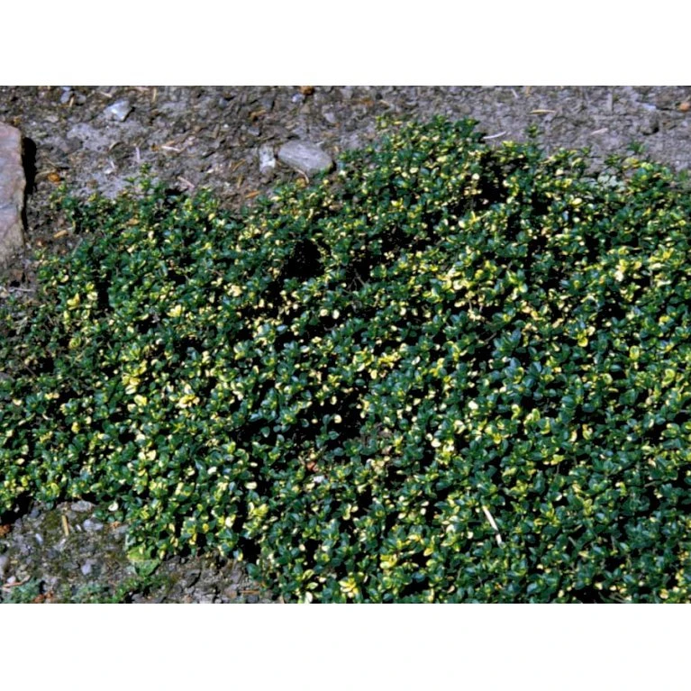 Citrontimian 'Doone Valley' Thymus Citriodorus 'Doone Valley' 10 Cm. Potte 5 Citrontimian 'Doone Valley' Thymus Citriodorus 'Doone Valley' 10 Cm. Potte - Billede 5