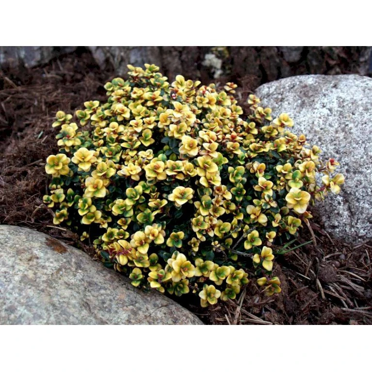 Citrontimian 'Doone Valley' Thymus Citriodorus 'Doone Valley' 10 Cm. Potte 3 Citrontimian 'Doone Valley' Thymus Citriodorus 'Doone Valley' 10 Cm. Potte - Billede 3