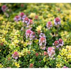 Citrontimian 'Doone Valley' Thymus Citriodorus 'Doone Valley' 10 Cm. Potte